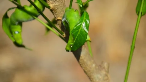 Larva of the Oleander Hawk Moth, or The Gardinia Hawk Moth.,Eat leaves Stock Footage 130685409