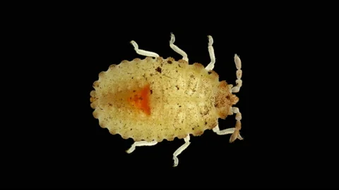 Larva or nymph lace bug with a microscope, family Tingidae, order Hemiptera Stock Footage 157798771