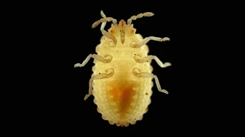 Larva or nymph lace bug with a microscope, family Tingidae, order Hemiptera Stock Footage 157803982