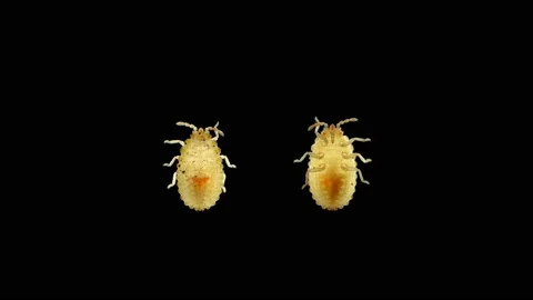 Larva or nymph lace bug with a microscope, family Tingidae, order Hemiptera Stock Footage 157804066