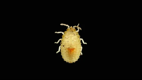 Larva or nymph lace bug with a microscope, family Tingidae, order Hemiptera Stock Footage 157804193