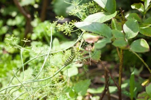 Larva of Papilionoidea Stock Photos