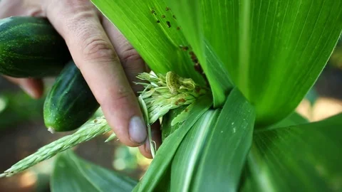 Larva pests on the corn leaf at corn field Stock Footage 90936970