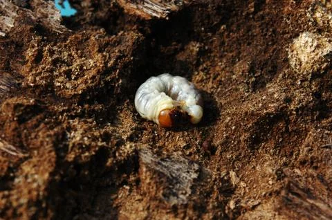 Larva Stock Photos