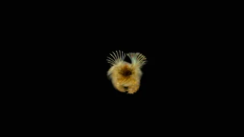 The larva of the Polychaeta worm under the microscope, at the nektohet stage, of Stock Footage 123166923