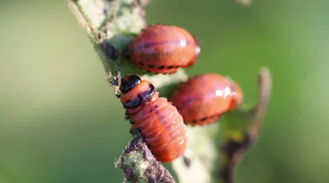 Larva potato beetle Stock Footage 33376391
