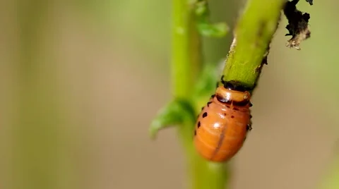 Larva on potato leaf Stock Footage 51643693