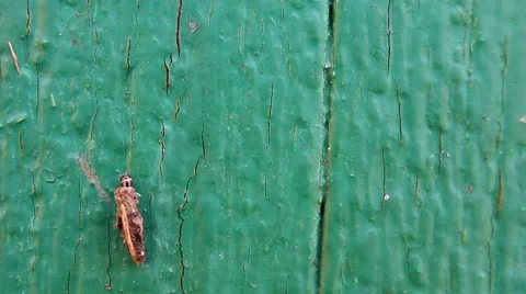 Larva in a protective capsule crawling on the green wall Video stock 53536178