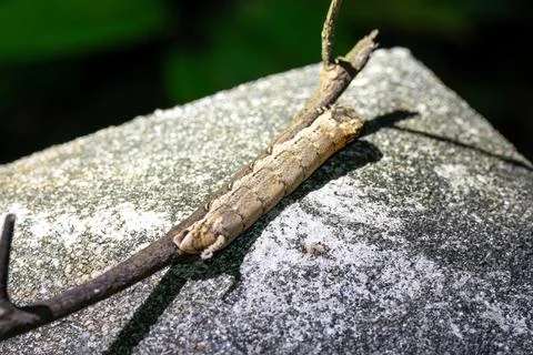 A larva resting on a branch Stock Photos