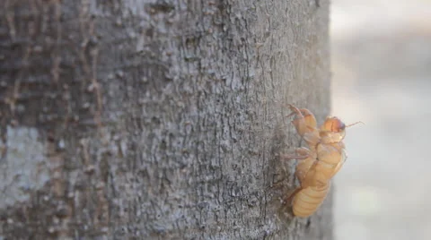 Larva the rhinoceros beetle Stock Footage 63502139