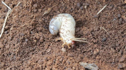 Larva the rhinoceros beetle Stock Footage 63502753