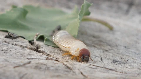 Larva of Scapteriscus The parasite that spoils root crops creeps away Mole 動画素材 95117769