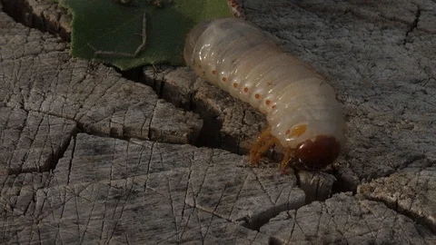 Larva of Scapteriscus The parasite that spoils root crops creeps away Mole 動画素材 95269553