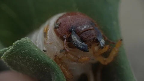 Larva of Scapteriscus The parasite that spoils root crops creeps away Mole 動画素材 95600551