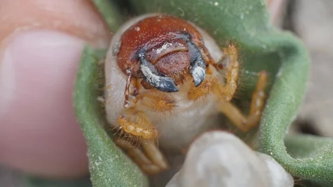 Larva of Scapteriscus The parasite that spoils root crops creeps away Mole Stock-Footage 95622533