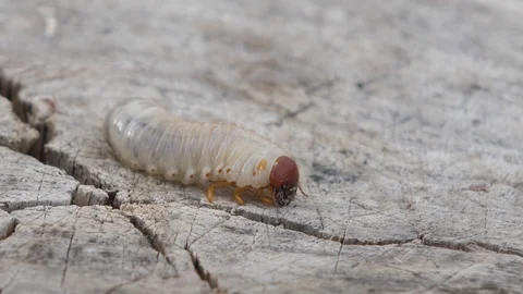 Larva of Scapteriscus The parasite that spoils root crops creeps away Mole 動画素材 95667021