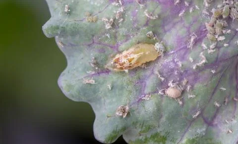 The larva of the scarlet flies eats aphids on the cabbage. Natural enemy of Stock Photos
