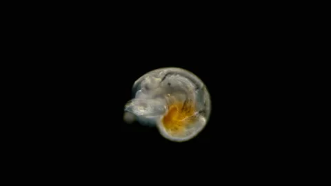 Larva of a sea snail different types under the microscope, called Veliger Stock Footage 147010694