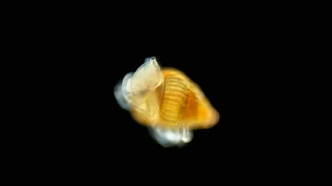 A larva of a sea snail under a microscope, called veliger, class Gastropoda Stock Footage 125818415