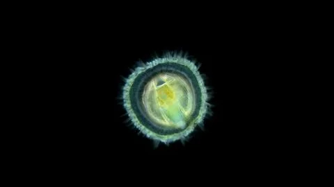 Larva of a sea snail under the microscope, called Veliger, class Bivalvia, ty Stock Photos