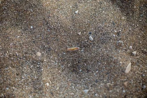 Larva on the shore Stock-Fotos