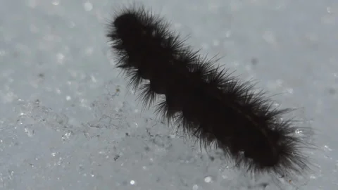 Larva on snow Video stock 243228655