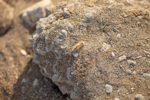 Larva on stone Stock Photos