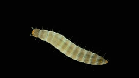Larva of Ulomoides dermestoides beetle under a microscope, family Tenebrionidae. Stock Footage 143586821