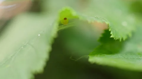 Larva under Beaked hazelnut leaf shift focus, side view Stock-Footage 114140741