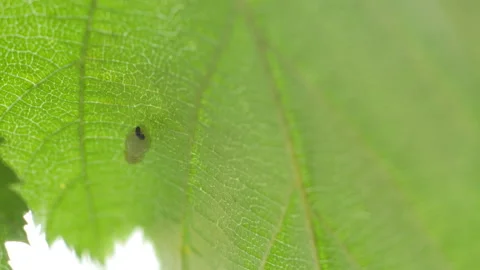 Larva under Beaked hazelnut leaf, under view Stock-Footage 114140752