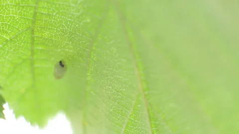 Larva under Beaked hazelnut leaf Video stock 114140762