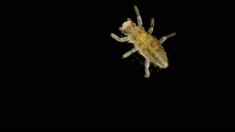 The larva under the microscope, the initial stage of the Coccinellidae larva Stock Footage 111081693