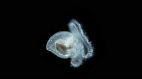 Larva-veliger snail under a microscope, ... | Stock Video | Pond5