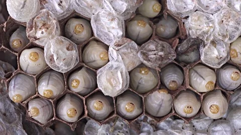 Larva wasps in wasps nest. Stock Footage 76338143