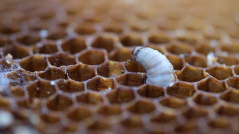 The larva wax moth bite honeycomb. Its larvae eat the wax, pollen, bee-bread and Stock Footage 116194767
