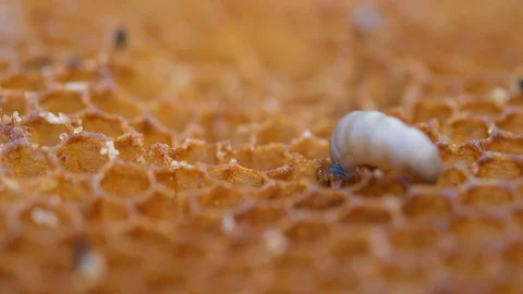 The larva wax moth bite honeycomb. Its larvae eat the wax, pollen, bee-bread and Stock Footage 116195145