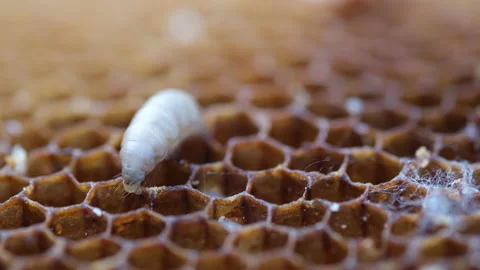 The larva wax moth bite honeycomb. Its larvae eat the wax, pollen, bee-bread and Stock Footage 235470237