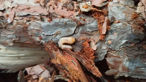 Larva of woodworm lives under pine bark. Common furniture beetle Stock Footage 220185943