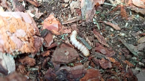 Larva of woodworm lives under pine bark. Insect pest Stock Footage 220186078