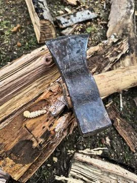 Larva of woodworm Stock Photos