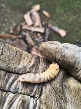 Larva of woodworm Stock Photos