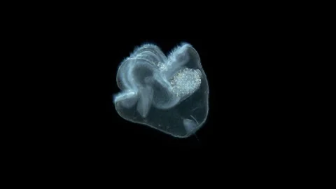 Larva of worm Heteronemertea at pilidium... | Stock Video | Pond5