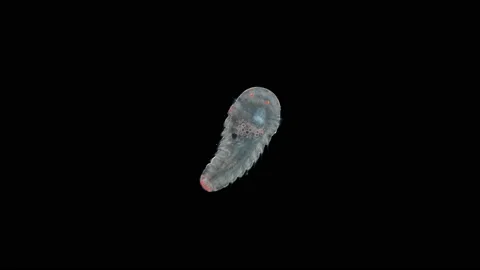 Larva of the worm Polychaeta at an intermediate stage between metatrochophora Stock Footage 144101535