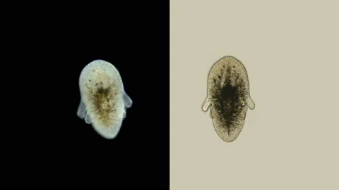 Larva of the worm Polycladida under the microscope, class Turbellaria. Müller's Stock Footage 139572885
