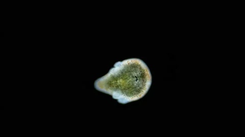 Larva of worm Polycladida under microscope, class Turbellaria. Muller larva in Stock Footage 234977728