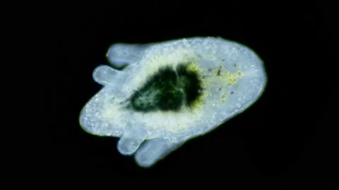 Larva of worm Polycladida under microscope, class Turbellaria. Muller larva in Stock Footage 235436071