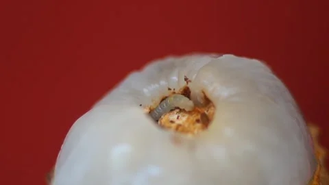 The Larva - Worm On Rotten Lychee Macro | Stock Video | Pond5