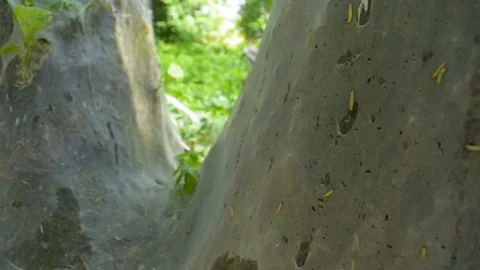Larva worms birdcherry moth catepillar outbreak on tree covered in cobweb tissue 库存影片 90613871