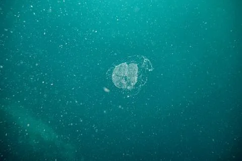 Larvacean 01 Stock Photos