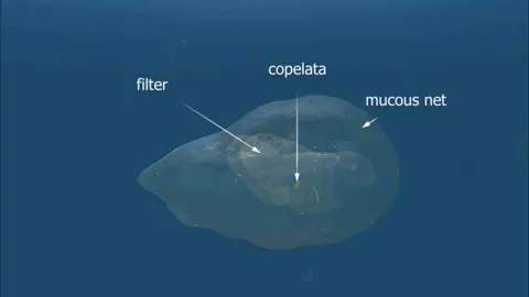 Larvaceans Vidéo 278752601